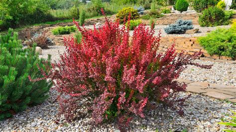 where to plant barberry bushes